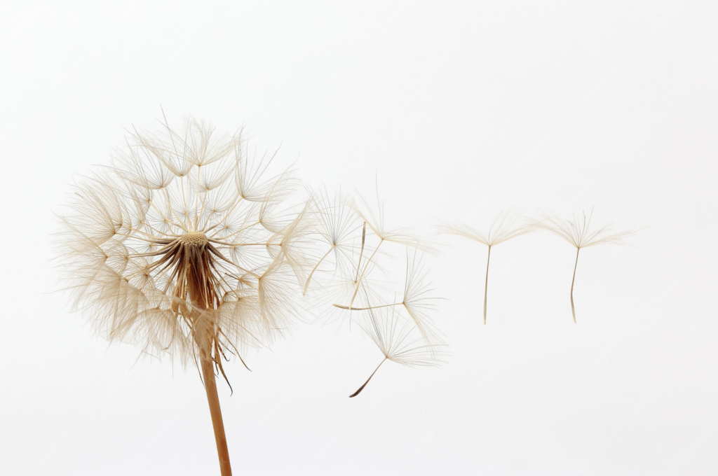 Dandelion Bianco